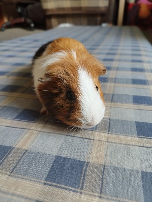 Świnki morskie samce