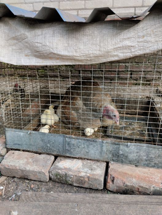 Продам ідичат жовтих