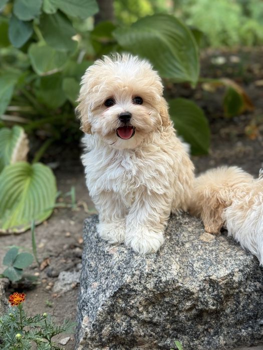 Мальтіпу хлопчик в типажі тедді