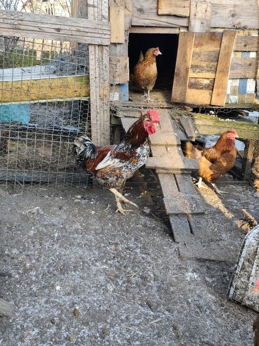 Koguty czubatka staropolska