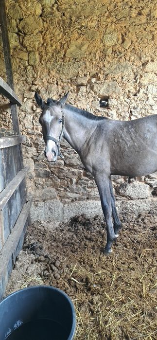 Poldra PSL com 10meses