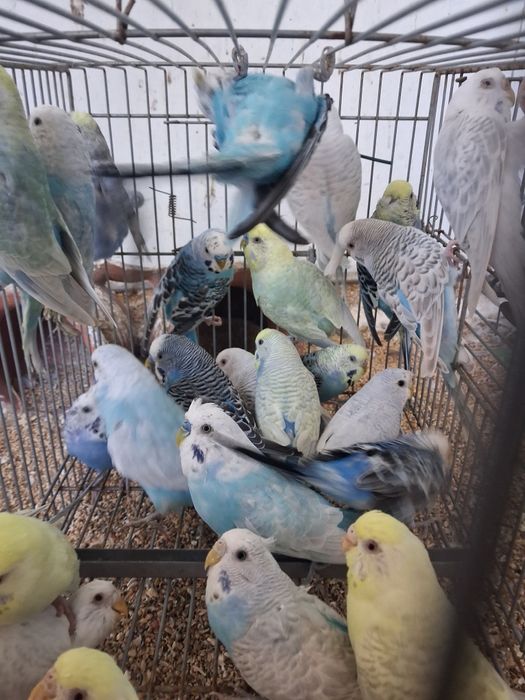 Periquitos de poupa