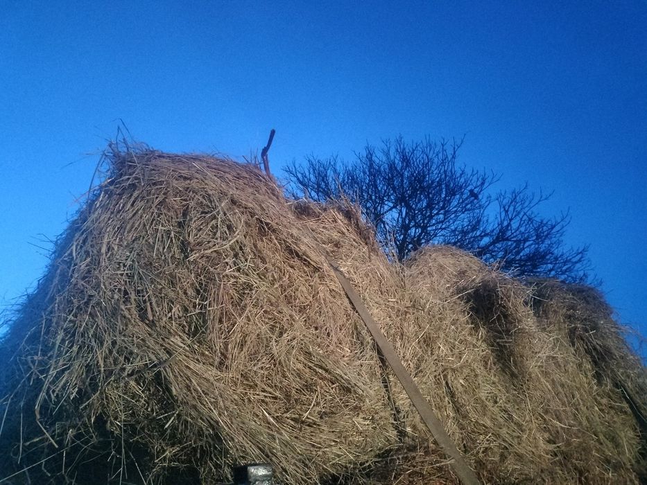 Feno bravo/tremocilha, trevo, aveia, trigo, azevem...