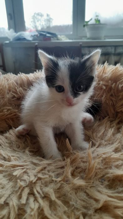 віддаємо  3 Кошенятки хлопчики