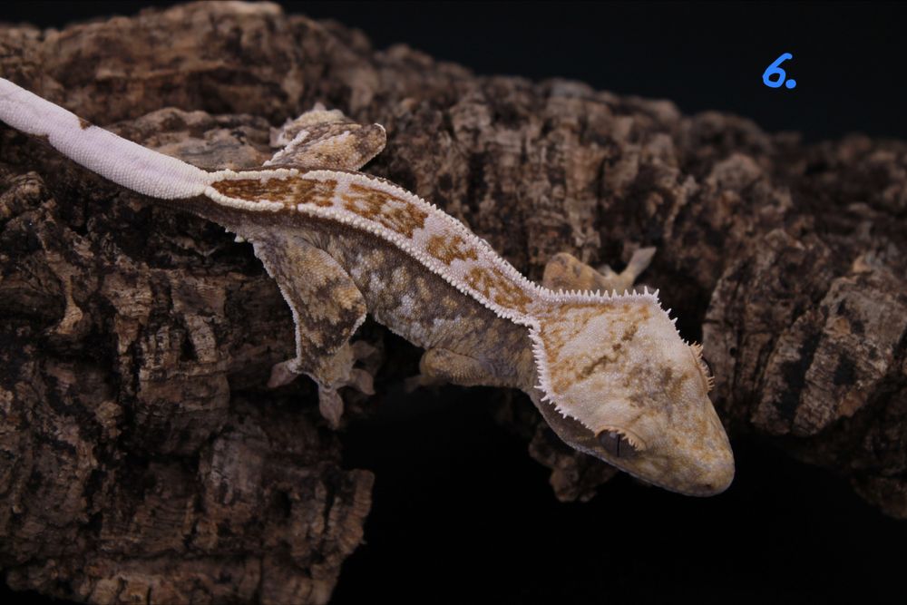 Gekon orzesiony Mlody ~ 9g