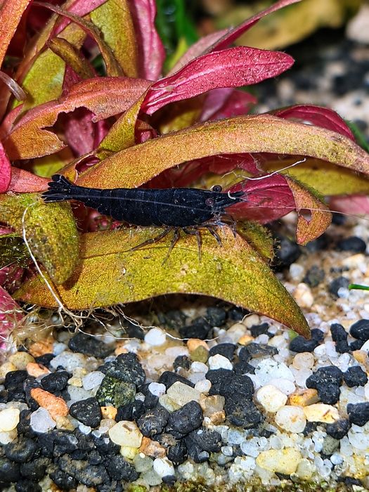 Krewetki neocardina kundelki