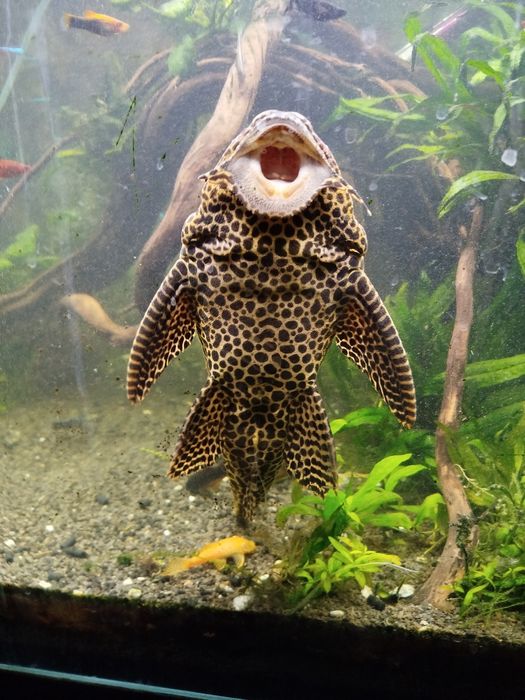 Glonojad około 40 cm