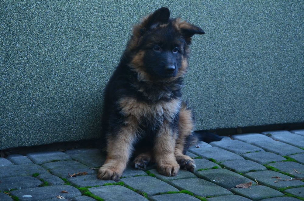 Owczarek Niemiecki Długowłosy SPRZEDAŻ!