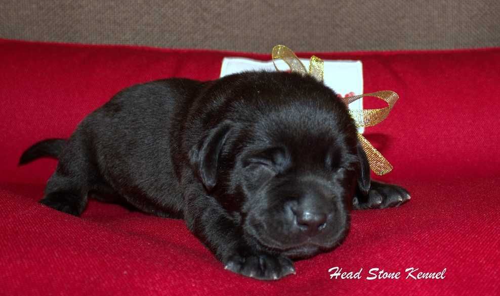 Лабрадор ретривер КСУ-FCI