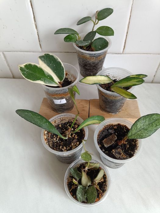 Хойя (Hoya) хойя