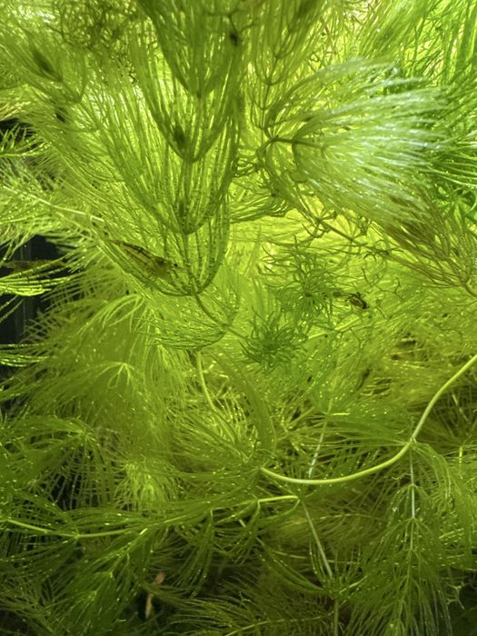 Rogatek - roślina akwariowa