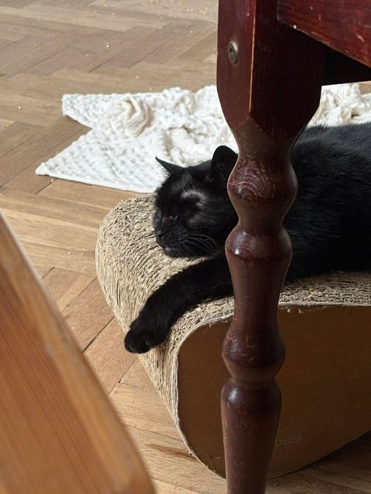 Starsza kotka Barbórka szuka swojego domu
