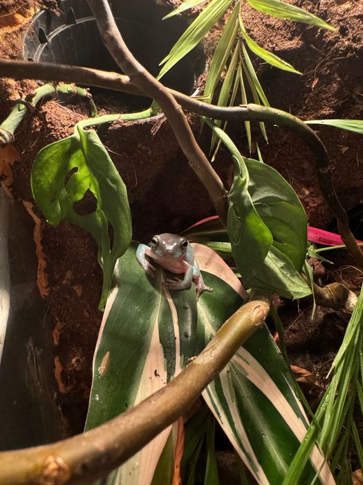 rzekotka australijska