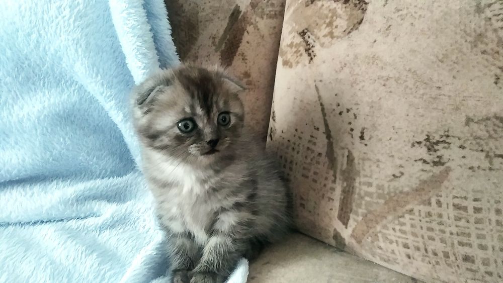 Висловухий кіт шукає господарів