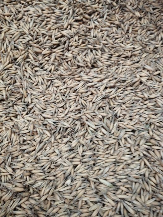 Owies jary pszenżyto