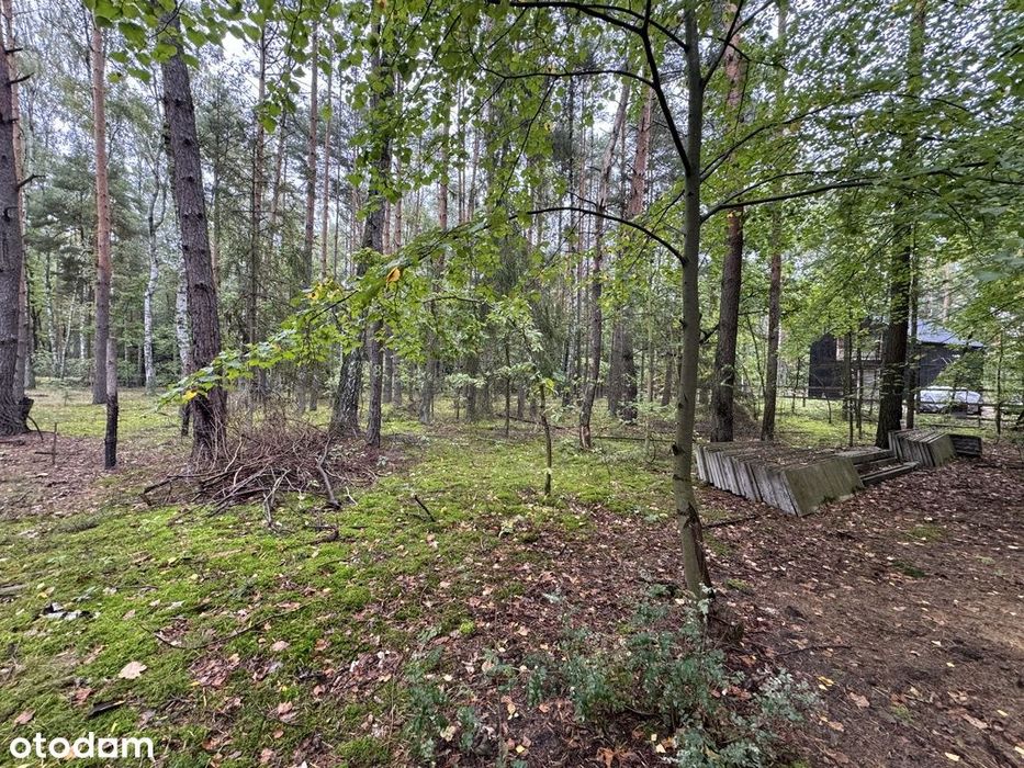 Twoje prywatne grzyby Działka 1993 m² Nowy Adamów - Widok 2