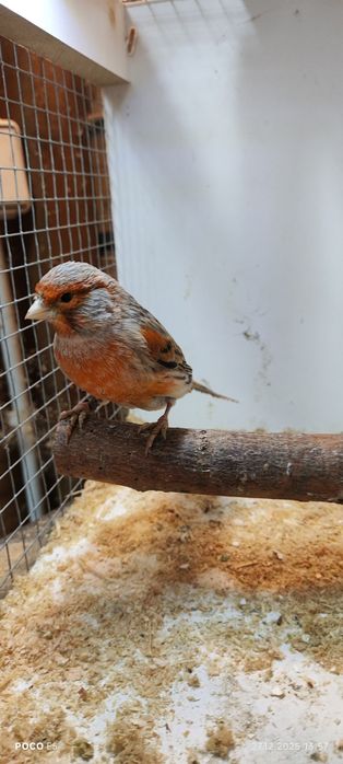 Sprzedam kanarka agat czerwony mozaika