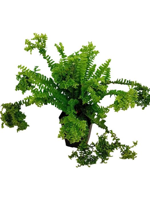 Feto Nephrolepsis Cordifolia