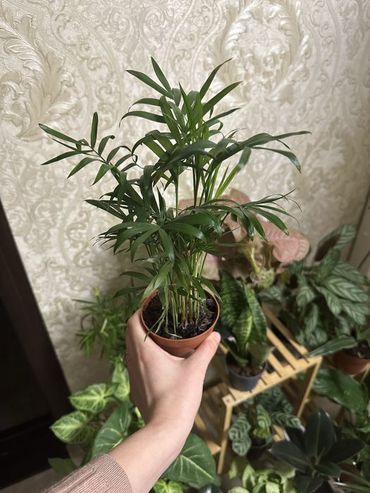 кімнатні квіти рослини