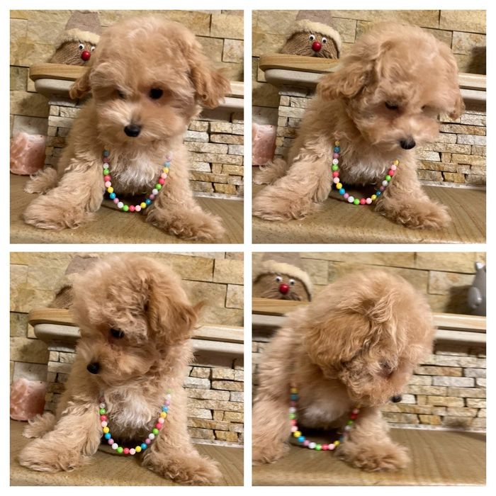 Мальтіпу пудель Вінниця