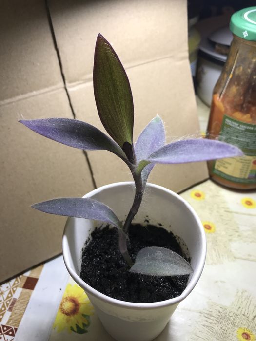 Цветы разные комнатные, все по 20 грн