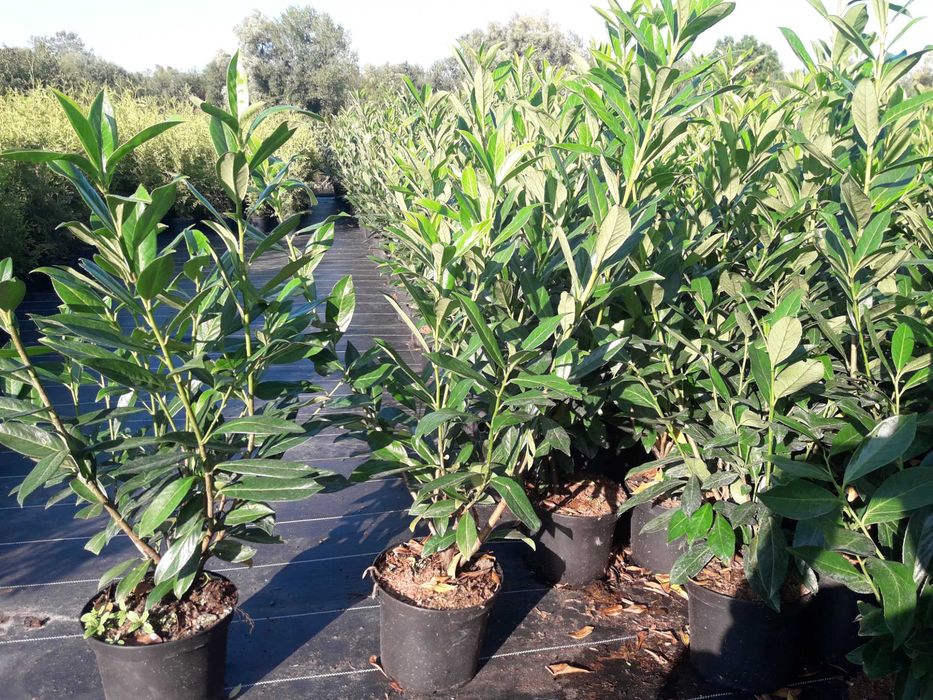 Laurowiśnia 100cm, Caucasica , Rotundifolia , Etna , Novita