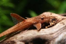 GB Loricaria RED Lizard, "Zbrojnik Czerwony"