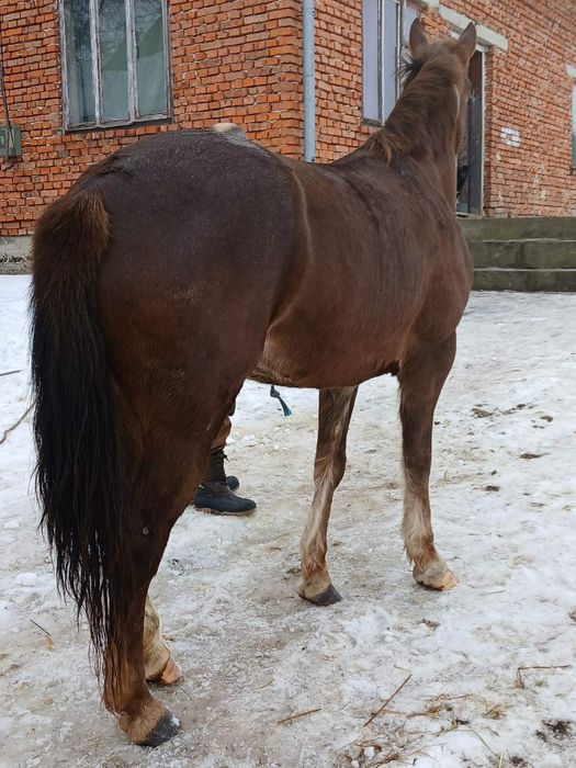 Продається кобила!
