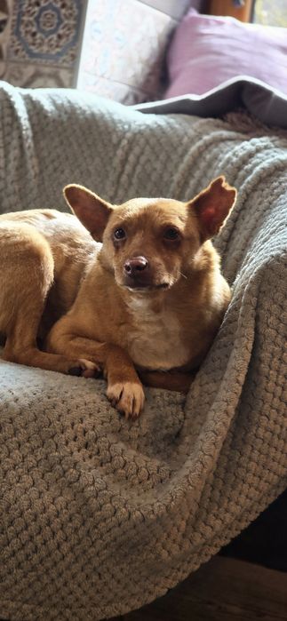 Do adopcji samiec 12kg