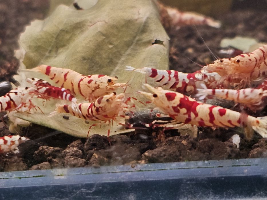 Krewetki Caridina Red Fancy Tiger