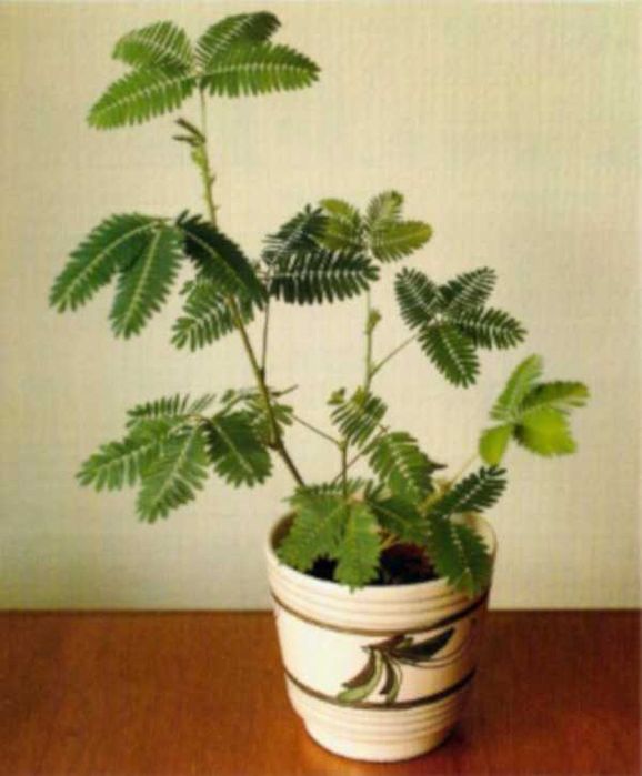 MIMOZA WSTYDLIWA Mimosa - sadzonki w doniczkach
