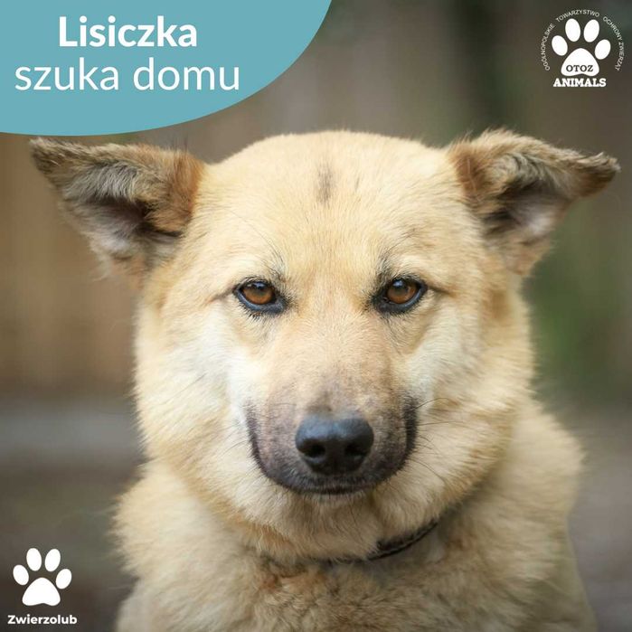 Łagodna sunia Lisiczka szuka domu!