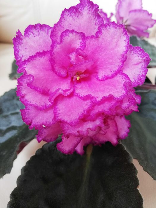 Saintpaulia ionantha - Sępolia fiołkowa - Fiołek afrykański - KRIS - dorosła roślina