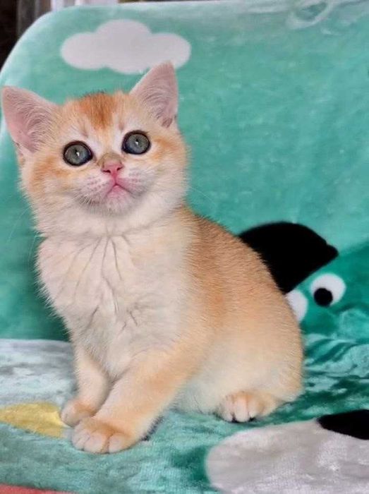 Шотландские котята (ЗОЛОТАЯ ШИНШИЛЛА)