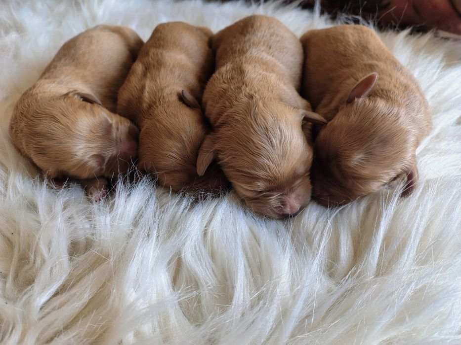 Golden retriever rezerwacje