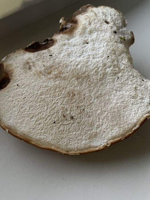 Białoporek brzozowy suszony