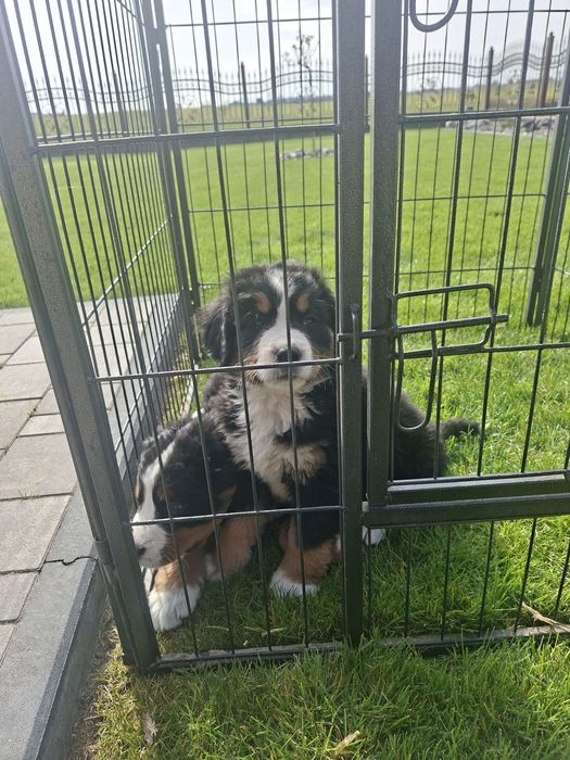 Berneński Pies Pasterski suczka