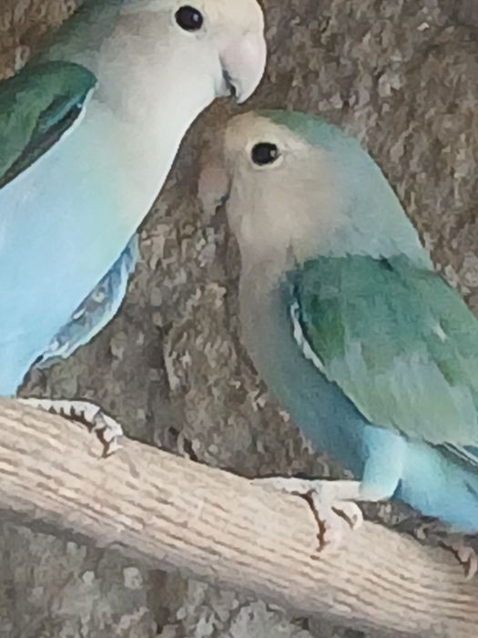 Tenho estas lindas aves a procura de de nova casa