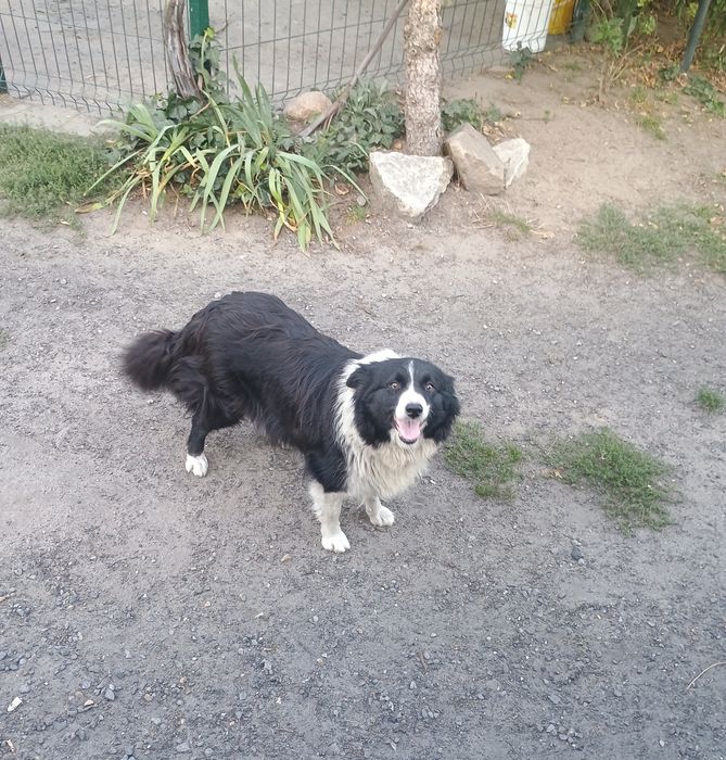 Za darmo border collie