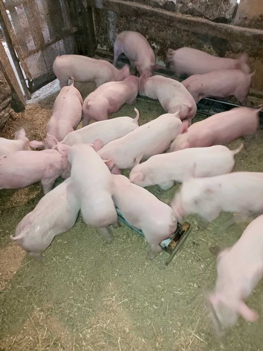 поросятка мясної породи