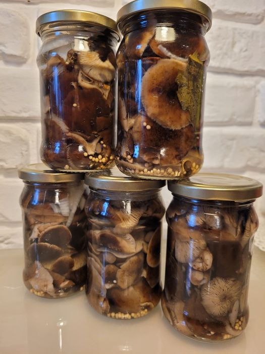 Opieńka miodowa opieńki marynowane