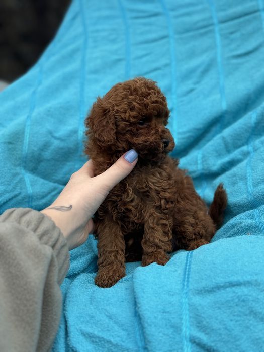 Мальтипу ред браун Кривой рог личный просмотр