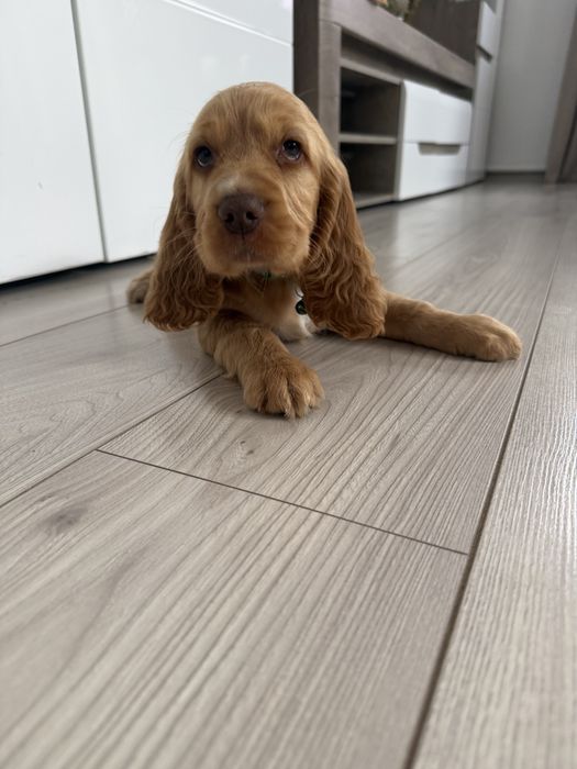 Cocker Spaniel Angielski Piesek