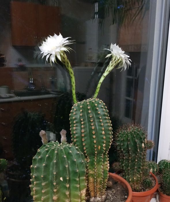 Кактуси ехінопсис білий і рожевий