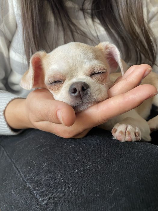 В’язка (чихуахуа, хлопчик) 1,7