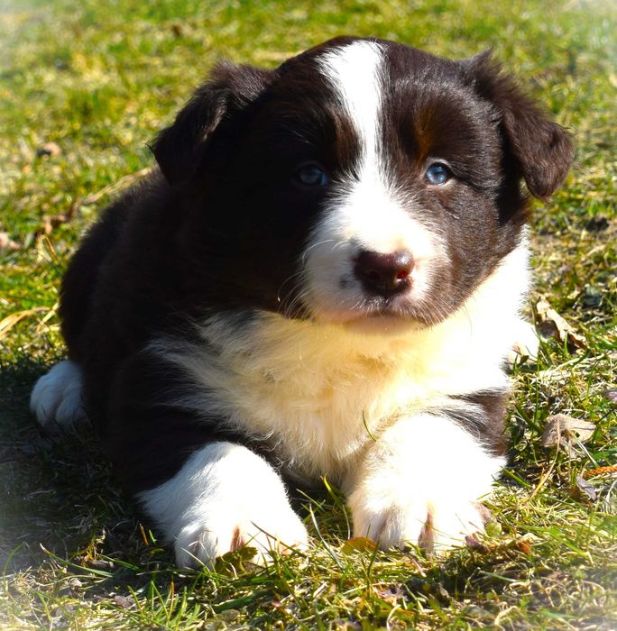 Cudna czekoladowa Suczka Border Collie już do odbioru!