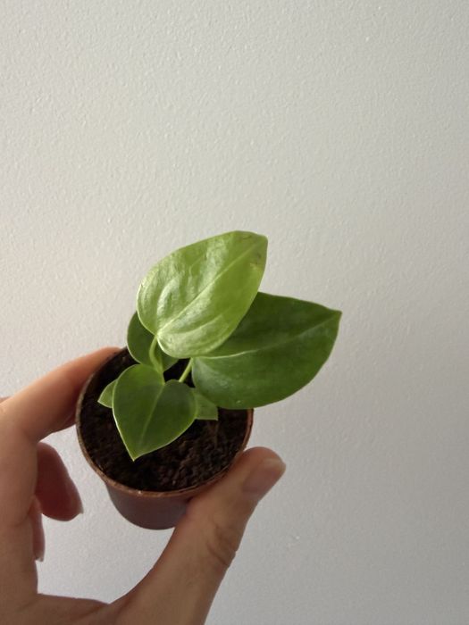Anthurium Veitchii narrow form