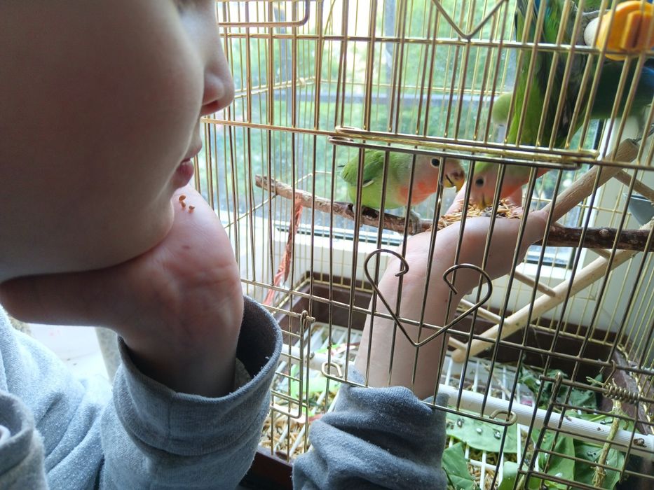 Клітка для папуг нерозлучника