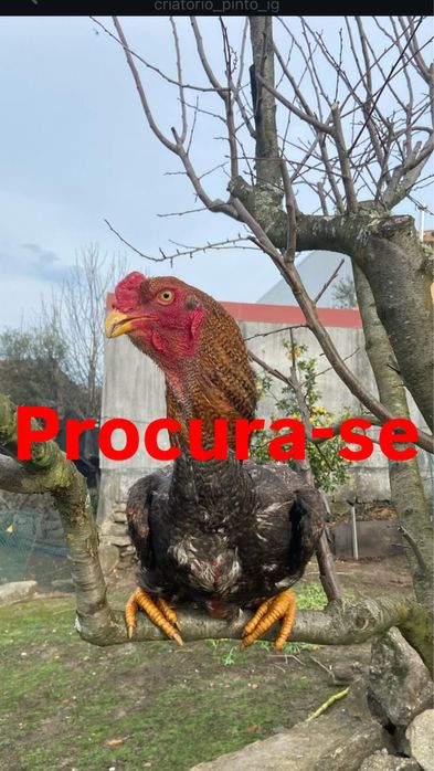 galo indio gigante