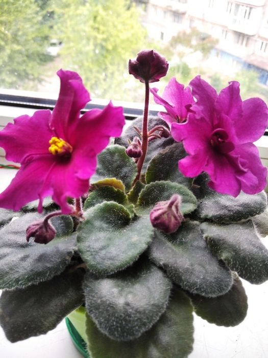 Цветущая фиалка с малиновыми цветами